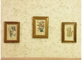 Trio Of Vintage Botanical Prints