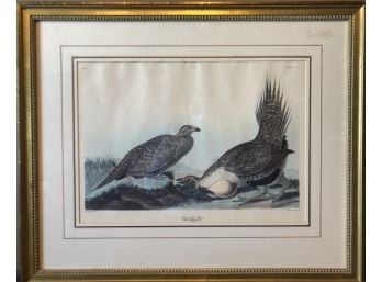 Lovely John James Audubon Framed & Matted 'cock Of The Plains' -engraved, Printed & Coloured By R Havell