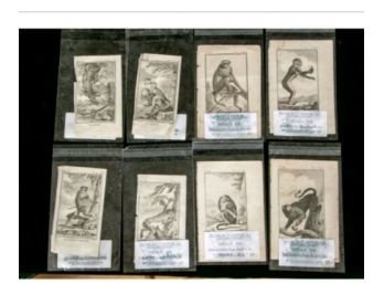 Collection Of 8 French Antique Bookplate Prints Of Monkeys - Frameable Engravings