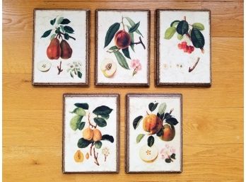 A Set Of 5 Mounted Botanical Prints