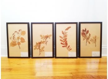 A Series Of Rare Vintage Framed German Pressed Flowers