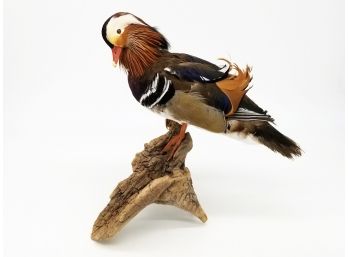 A Taxidermy Driftwood Mounted Mandarin Duck