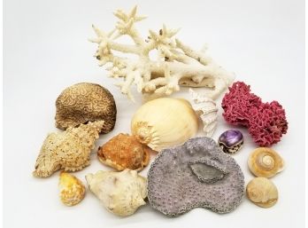 A Large Coral And Shell Collection