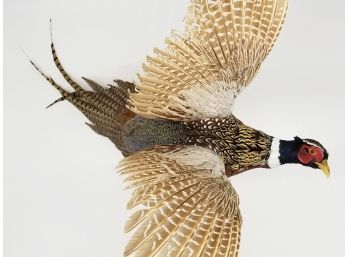 A Stunning Taxidermy Pheasant