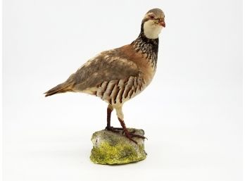 A Taxidermy Red Legged Partridge On Plaster Mount