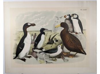 1888 Antique Lithographic Book Plate From 'The Birds Of North America' Puffins Chatting On The Ice: Plate #7