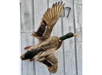 Vintage Flying Mallard Drake Duck Mount