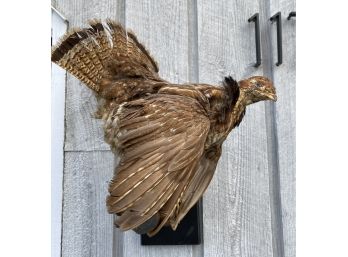 Vintage Ruffed Grouse Taxidermy Mount