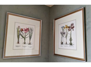 A Pair Of Beautifully Framed, Matted Horticulture Prints