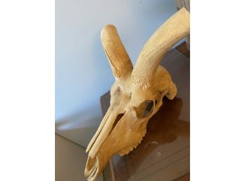 Large Skull For The Paleontologist