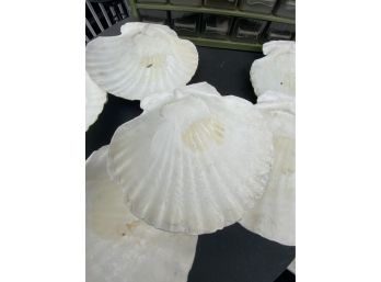 Lot Of Large Scallop Shells