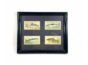 Players Cigaretes Tobacco Cards Of Popular Fresh Water Fish - Nicely Framed And Matted With Card Copy On Verso
