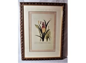 JOHANN WILHELM WEINMANN  Group Of 3 Botanical Prints/Colored Engravings