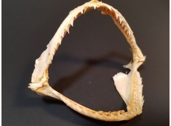 Dried Fish Jaw