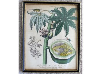 (19thc ) Hand Colored Botanical Print ' Carica'