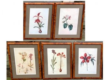 Set Of 5 Botanical Prints In Burlwood Frames