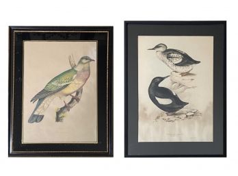 Two Antique Bird Prints, Framed