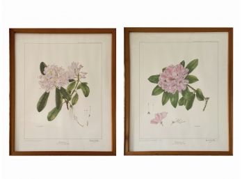 Wendy Walsh Artist Signed Limited Edition Botanical Prints