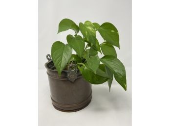 Pothos Plant In Antique Pail