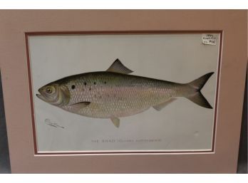 1899 Lithograph Of 'The Shad' Great Color - Signed