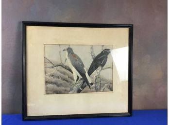 White Tail Hawks Rex Brasher 1911 Print