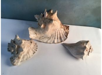 Conch Shell Lot