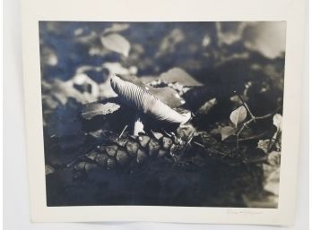 Unframed Forest Mushroom Photograph By Eric Nielsen