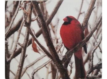 Red Cardinal Stretched Canvas Wall Art Print - 8' X 10'