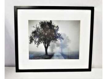 Misty Trees Framed Black And White Photographic Print