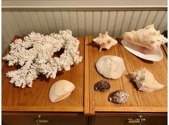 Seashell And Coral Decor