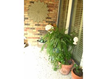 Patio Lot B - Plants, Planters, Wall Decoration And More