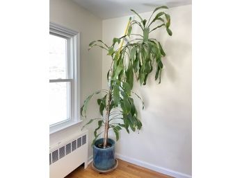 A Huge Tall Live Houseplant!