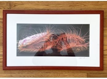 A Vintage Framed Nature Photograph By S.M. Friedman