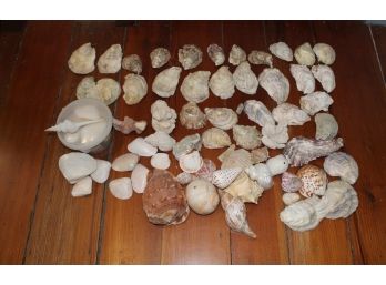 Assortment Of Shells #2