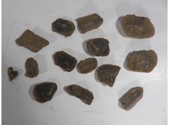 Plant Fossil Lot Of 14