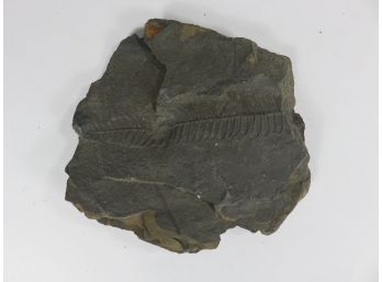 Fern Fossil