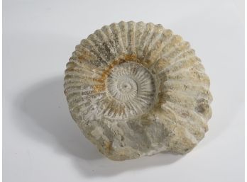 Scallop Fossil