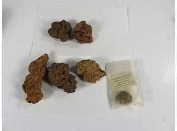 Coprolite (fece Fossil) Lot