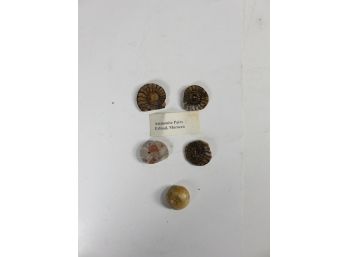 Ammonite Fossil Lot