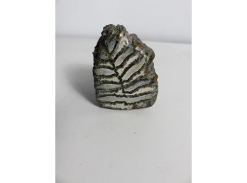 Petrified Rock