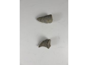 Teeth Fossils