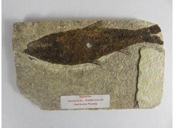 Knightia Fossil