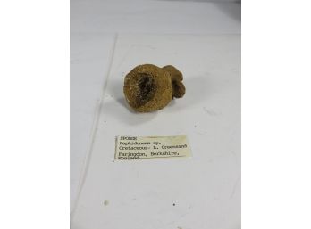 Sea Sponge Fossil