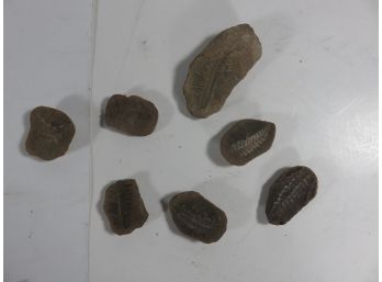 Plant Fossil Lot Of 7