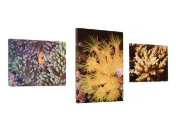 Three Sea Anemone And Aquatic Prints On Canvas