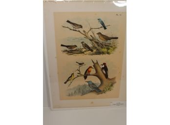 1870 Color Lithograph Of Different Bird Species