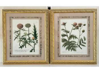 A Pair Of Antique Botanical Prints