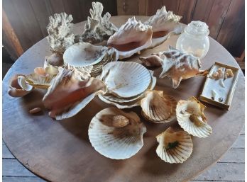 Antique & Vintage Great Seashell Assortment - Coral, Conch & More