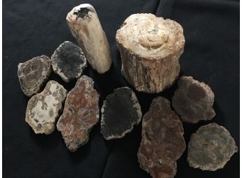 8 Petrified Wood Slabs & 2 Logs