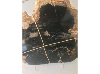 5 Lb Petrified Wood Polishd Slab